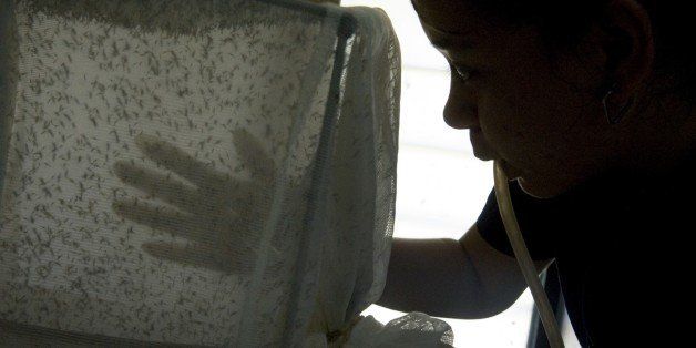 A scientist takes a sample of mosquitoes (Anopheles albimanus) in a laboratory at the Center for Scientific Research Caucaseco in the outskirts of Cali, Colombia, on April 25, 2012, during the World Day for the fight against malaria. After Colombian physician Manuel Elkin Patarroyo developed a vaccine against malaria in 1986, Colombian scientists keep researching for another immunization for the illness, which in 2010 caused over 855.000 deaths all over the world. A team of 40 scientists is preparing to begin the second phase of chemical tests for a synthetic vaccine against malaria. Malaria is caused by the Plasmodium vivax and Plasmodium falcitarum parasites, and is transmitted by mosquitoes. AFP PHOTO/Luis ROBAYO (Photo credit should read LUIS ROBAYO/AFP/GettyImages)