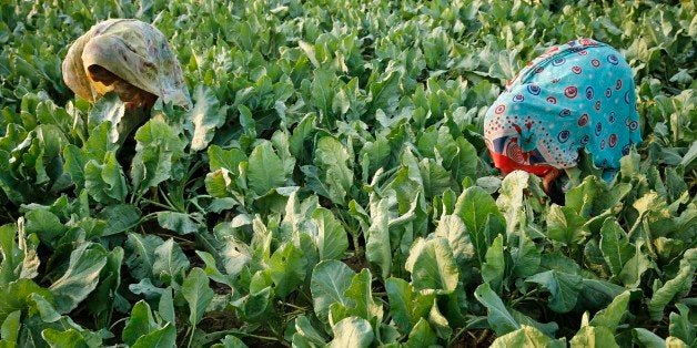 Indian women harvest plant leaves eaten as vegetables at a field on the outskirts of Allahabad, India, Thursday, Oct. 16, 201