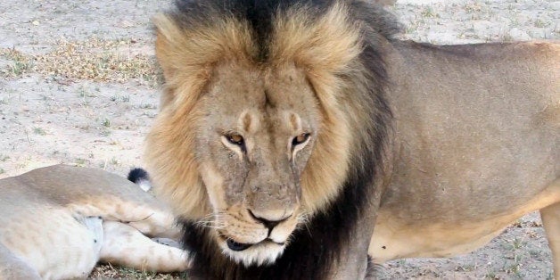 In this frame grab taken from a November 2012 video made available by Paula French, a well-known, protected lion known as Cecil strolls around in Hwange National Park, in Hwange, Zimbabwe. Zimbabwean police said Tuesday, July 28, 2015 they are searching for Walter James Palmer, an American who allegedly shot Cecil with a crossbow while on a big game hunt in a killing that has outraged conservationists and others. (Paula French via AP)