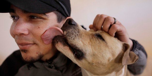 ** ADVANCE FOR RELEASE, SUNDAY, JAN. 30, AND THEREAFTER ** In this photo taken Thursday, Jan. 20, 2011, Dogtown manager John Garcia gets a lick on the face by Ellen in Kanab, Utah. Ellen is one of 13 pit bulls slowly recovering at the Best Friends Animal Society in the wilderness of Utah, a world away from where their lives began, chained in basements and forced into dogfighting rings as part of the business bankrolled by football player Michael Vick. (AP Photo/Julie Jacobson)