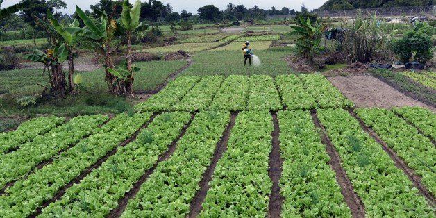 A local man waters his vegetables at an allotment on August 21, 2015, in Port-Bouet, a district of Abidjan. AFP PHOTO / SIA KAMBOU (Photo credit should read SIA KAMBOU/AFP/Getty Images)
