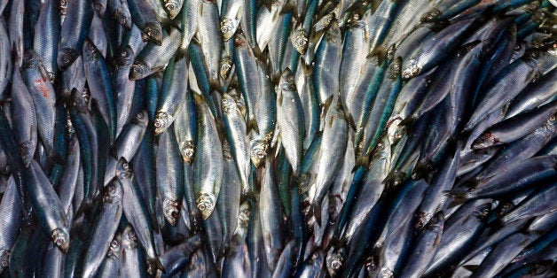 In this Wednesday, July 8, 2015 photo, herring are unloaded from a fishing boat in Rockland, Maine. New England fishermen are catching staggering amounts of herring, signaling the rebounding of a fishery that collapsed in the early 2000s. But some conservationists and rival fishermen say the fishery, which is important for both food and bait for tuna and lobsters, is wiping out other fisheries with its massive pelagic trawlers. (AP Photo/Robert F. Bukaty)