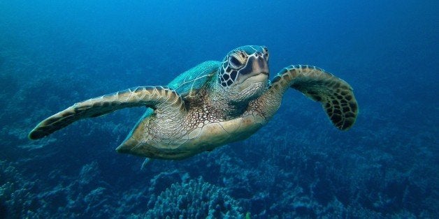 A green sea turtle glides above the coral of Honaunau Bay, Hawai'i