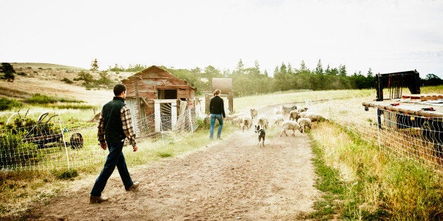 Farm owners herding flock of sheep and goats down dirt road on organic farm