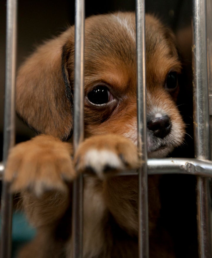 Animal Shelters Use Social Media To Garner Donations, Find Homes
