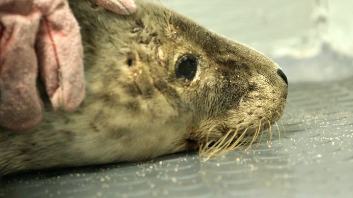 Baby seals often get netting caught round their neck which later strangles them when they grow