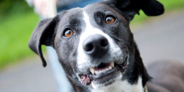 portrait of black dog walking on leash