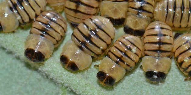 I was told these strange "things" are probably Chrysomelidae larvae, but I'm not sure what they are at all!