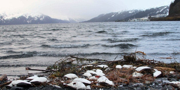 In this Thursday, Jan. 7, 2016 photo, dead common murres lie washed up on a rocky beach in Whittier, Alaska. Federal scientists in Alaska are looking for the cause of a massive die-off of one of the Arcticâs most abundant seabirds, the common murre. (AP Photo/Mark Thiessen)