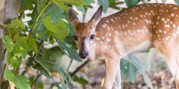 Closeup of White tail fawn eating fruit from fig tree in rural neighborhood. Selective focus with soft background.