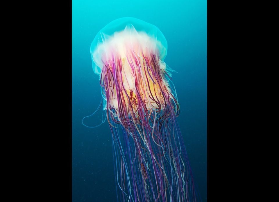 Amazing Underwater Photos