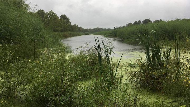 Spray fields should be relatively dry land that absorbs water while the rest evaporates. But in Uniontown, the water is pooling up across the property, creating a pond that often spills over into nearby Freetown Creek. 