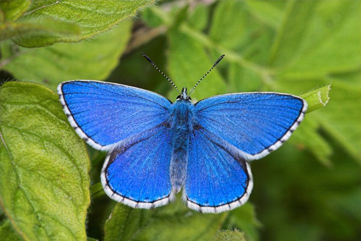 Saving Butterflies Huffpost 