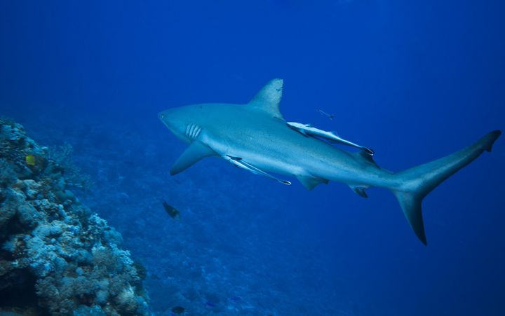 shark patrolling the reef....