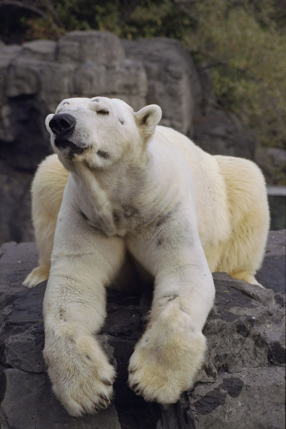 The Central Park Zoo icon died on Aug. 27 at 27.