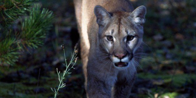 UNSPECIFIED - MARCH 03: Cougar, Puma or Mountain Lion (Puma concolor), Felidae. (Photo by DeAgostini/Getty Images)