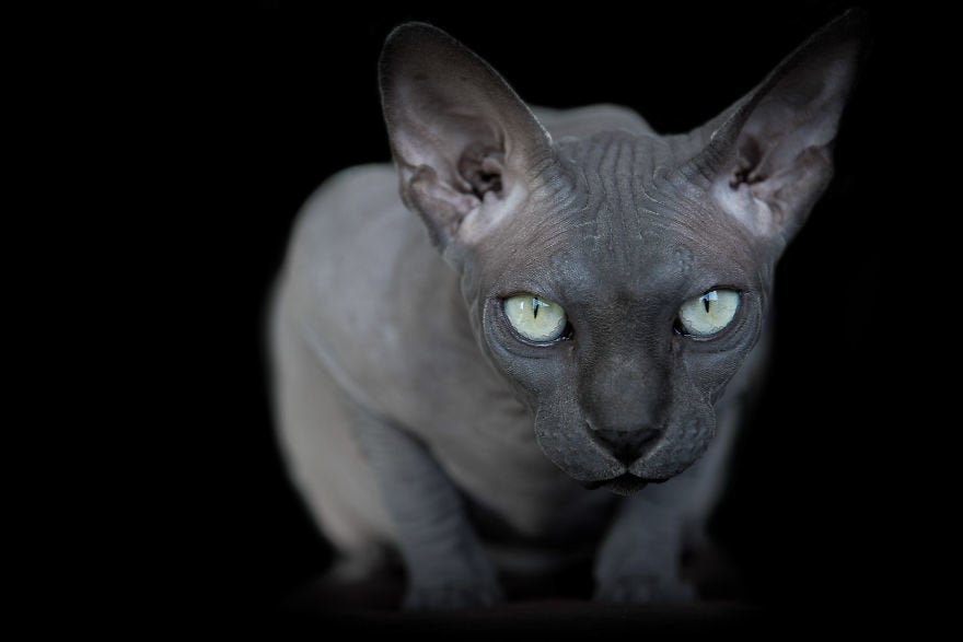 Unmasking the Beauty: Discovering the Enigmatic World of Sphynx Cats - Conclusion