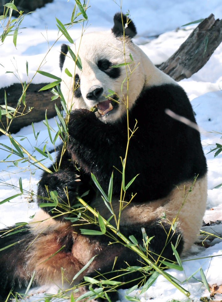 Pandas Bounce Back in Spite of Their Critics - The Atlantic