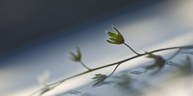 Pressed flower in book of poems