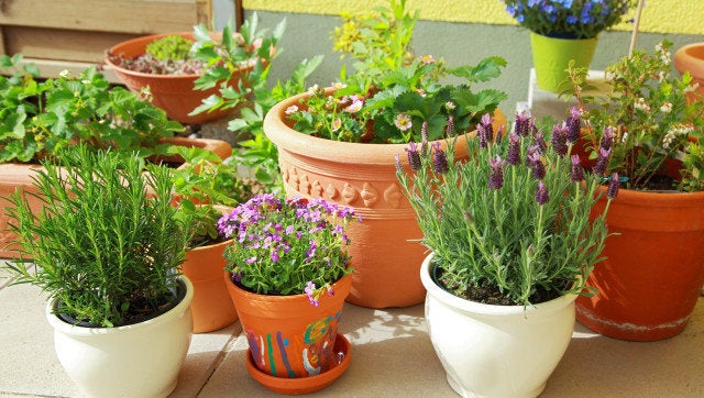 Small herb and flower garden built on terrace or roof
