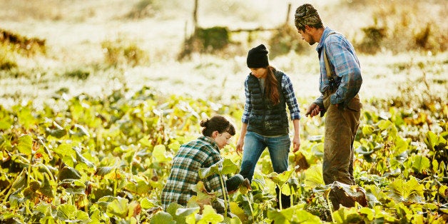 Three farmers harvesting organic squash in field on fall morning