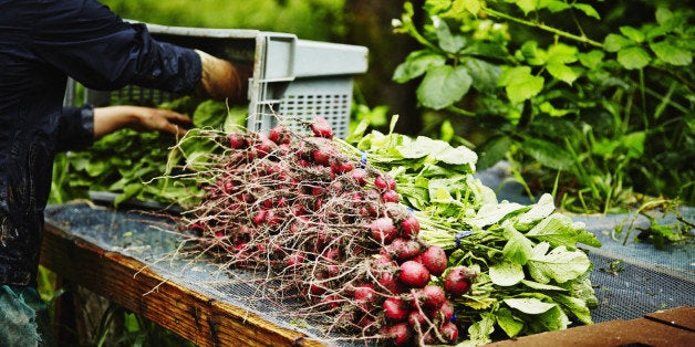 Farmer unloading bin of organic radishes on screened workbench for washing