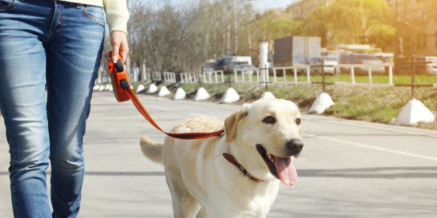 Owner and labrador retriever dog walking in the city
