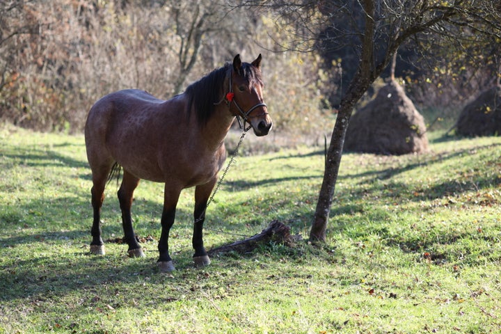 horse and autumn landscape