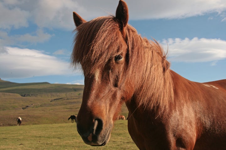 icelandic horse