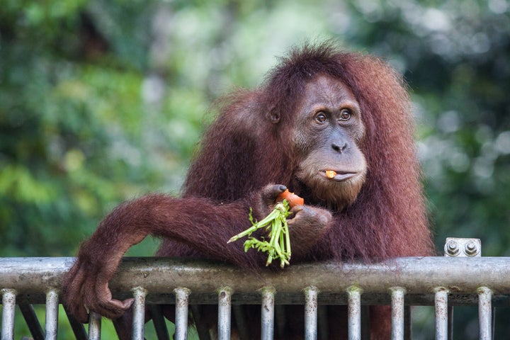 In this photograph taken on March 23, 2013 an endangered orangutan is fed at a conservation centre located in the forest of Jantho district in Indonesia's Aceh province run by the non-government organization Sumatran Orangutan Conservation Program where orangutans rescued from residents and plantations undergo rehabilitation before they are reintroduced back into the wild. Experts believe there are about 50,000 to 60,000 of two species of orangutans left in the wild, 80 percent of them in Indonesia and the rest in Malaysia. They are faced with extinction from poaching and the rapid destruction of their forest habitat, mainly to create palm oil plantations. Indonesia is the world's biggest palm oil producer. AFP PHOTO / CHAIDEER MAHYUDDIN (Photo credit should read CHAIDEER MAHYUDDIN/AFP/Getty Images)