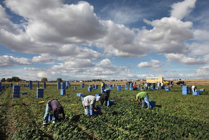 WELLINGTON, CO - OCTOBER 11: Mexican migrant workers pick organic spinach during the fall harvest at Grant Family Farms on October 11, 2011 in Wellington, Colorado. Although demand for the farm's organic produce is high, Andy Grant said that his migrant labor force, mostly from Mexico, is sharply down this year and that he'll be unable to harvest up to a third of his fall crops, leaving vegetables in the fields to rot. He said that stricter U.S. immigration policies nationwide have created a 'climate of fear' in the immigrant community and many workers have either gone back to Mexico or have been deported. Although Grant requires proof of legal immigration status from his employees, undocumented migrant workers can easily obtain falsified permits in order to work throughout the U.S. Many farmers nationwide say they have found it nearly impossible to hire American citizens for seasonal labor-intensive farm work. (Photo by John Moore/Getty Images)