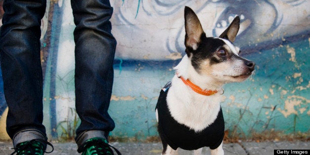 Small dog standing in front of the feet of his owner and a graffiti wall in Williamsburg, Brooklyn, New York.