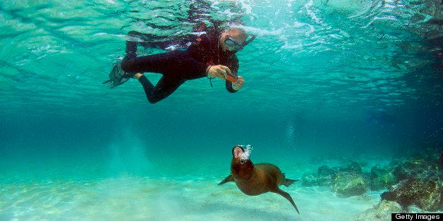 Snorkeler taking photos of sea lion underwater