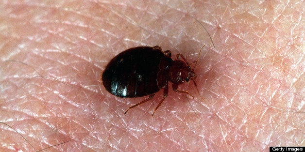 The Truth About Bed Bugs In Maryland