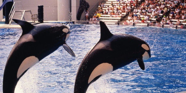 USA,Florida,Seaworld,two Killer Whales jumping out of water