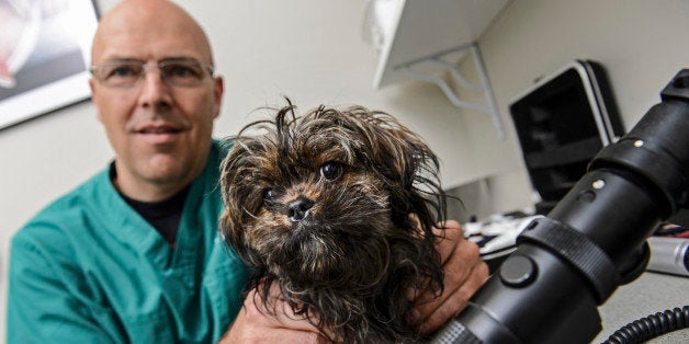 TORONTO, ON - MAY 2: Dr. Joseph C. Wolfer who specializes in veterinary ophthalmology poses with his four-month old dog Beani