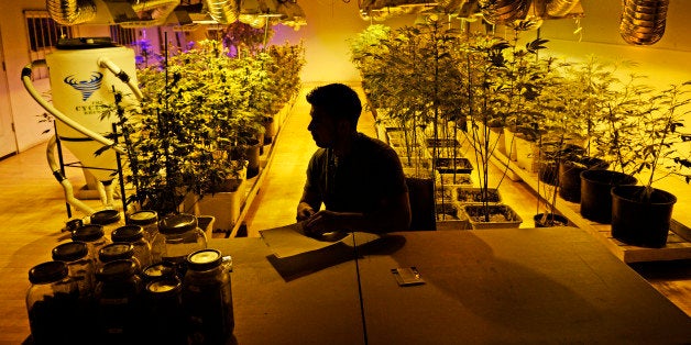 DENVER, CO - DECEMBER 30: David Martinez, manager at 3D Cannabis Center in Denver, makes labels in the grow room as he gets for the first of the year, when the shop is allowed to sale recreational marijuana, December 30 2013. Starting January 1st Colorado will be the first U.S. state to allow recreational marijuana. (Photo by RJ Sangosti/The Denver Post via Getty Images)