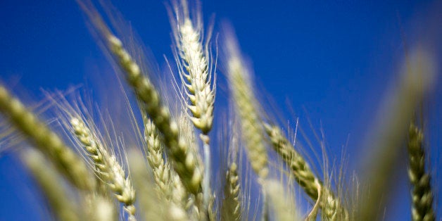 Wheat grows in a test field at Oregon State University (OSU) in Corvallis, Oregon, U.S., Friday, June 7, 2013. Several plant
