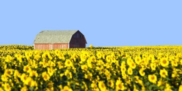 Photo taken August 21, 2013 shows a sunflower field in North Dakota. AFP PHOTO / Karen BLEIER (Photo credit should read KAREN BLEIER/AFP/Getty Images)