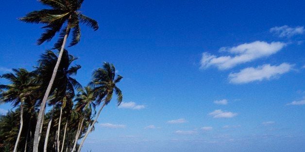 BAHAMAS - JUNE 15: Beach with palm trees, New Providence, The Bahamas. (Photo by DeAgostini/Getty