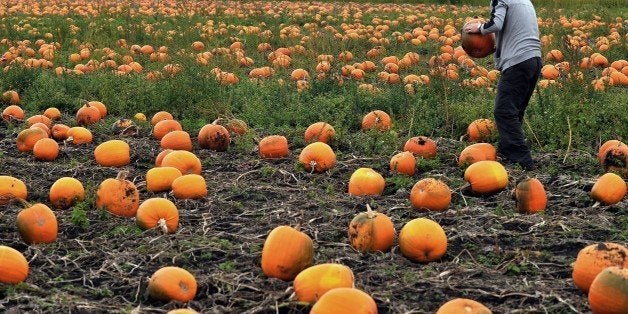 A man collects pumpkins at a farm in Lydiate, near Liverpool, north-west England on October, 14, 2014, as they are prepared for sale in the weeks leading up to the celebration of Halloween. AFP PHOTO/PAUL ELLIS (Photo credit should read PAUL ELLIS/AFP/Getty Images)