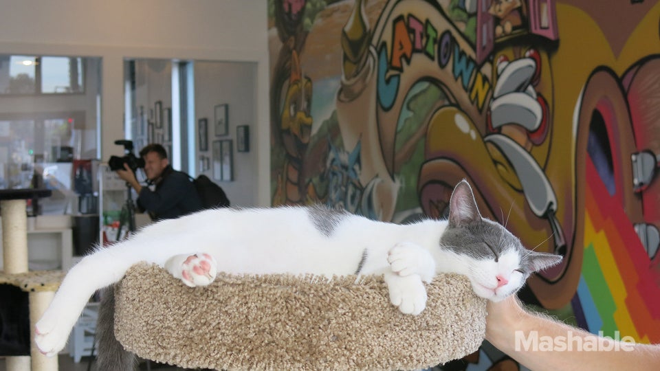 The Purrrfect Cup: Wyoming's First Cat Café Opens in Casper