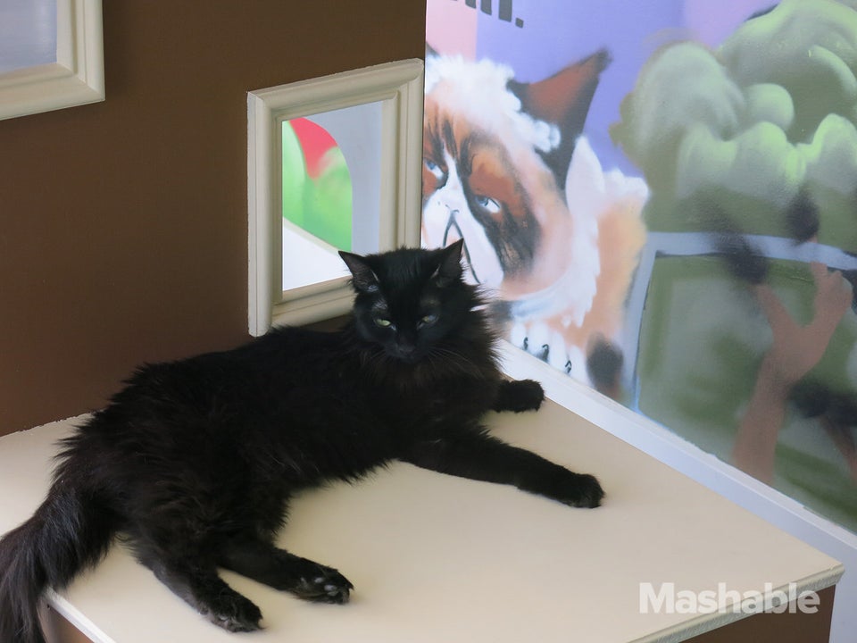 Mad Dogs and Crazy Cats becomes Stark County's first cat café