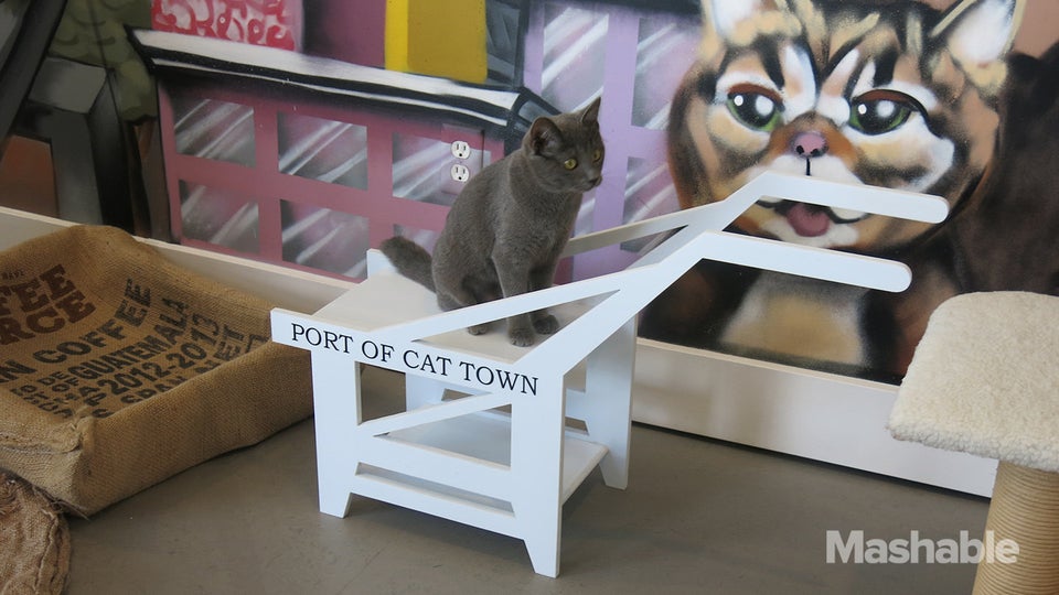 The Purrrfect Cup: Wyoming's First Cat Café Opens in Casper