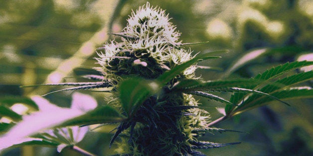 A Feb. 10, 2012 photo shows medical marijuana growing in a Matthew Huron owned grow house in Denver. Medical marijuana is legal in 17 states, but the industry has a decidedly black-market aspect _ it's mostly cash-only. In Colorado, state lawmakers are attempting an end-run around the federal ban by creating a cooperative financial institution for state dispensaries and growers to allow them to store and borrow money. (AP Photo/Ed Andrieski)