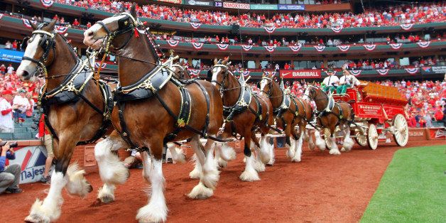 The Budweiser Clydesdales parade the Busch Stadium track in center
