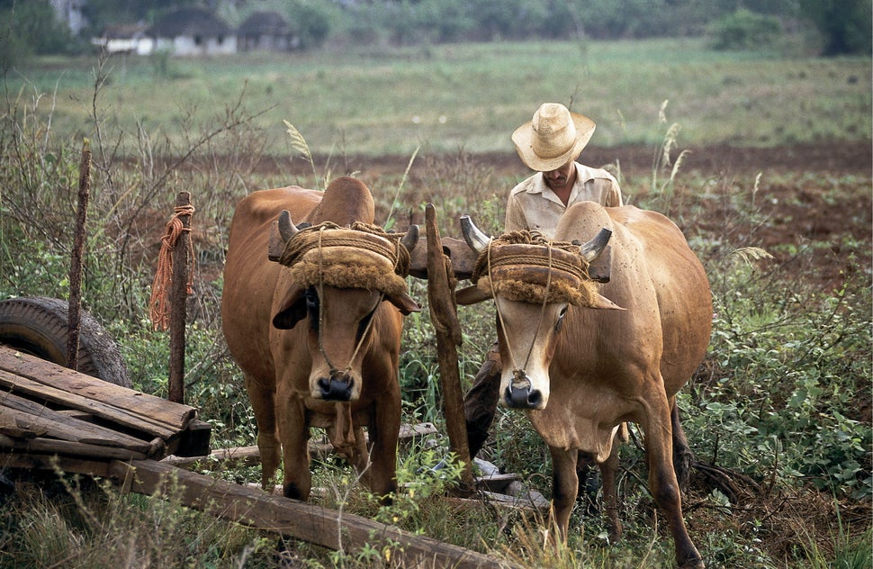 1994 - Farmer with an ox team in the Vinales Valley, Cuba. Cuban farming has struggled in recent years due to the lack of ava