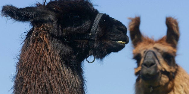 Llamas greet the media during a press preview at the Illinois State Fairgrounds, Tuesday, April 22, 2014, in Springfield, Ill