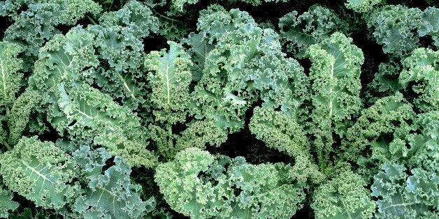 Dwarf blue curled kale (Brassica oleracea, Acephala group).