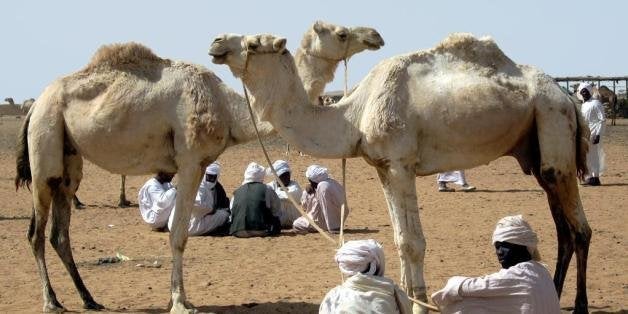 The animals for sale at the camel market on the far west side of Omdurman are often brought here from the Darfur region of Su